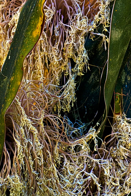 plant lace