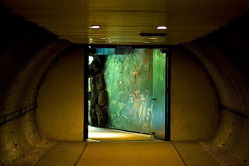 rain forest entrance