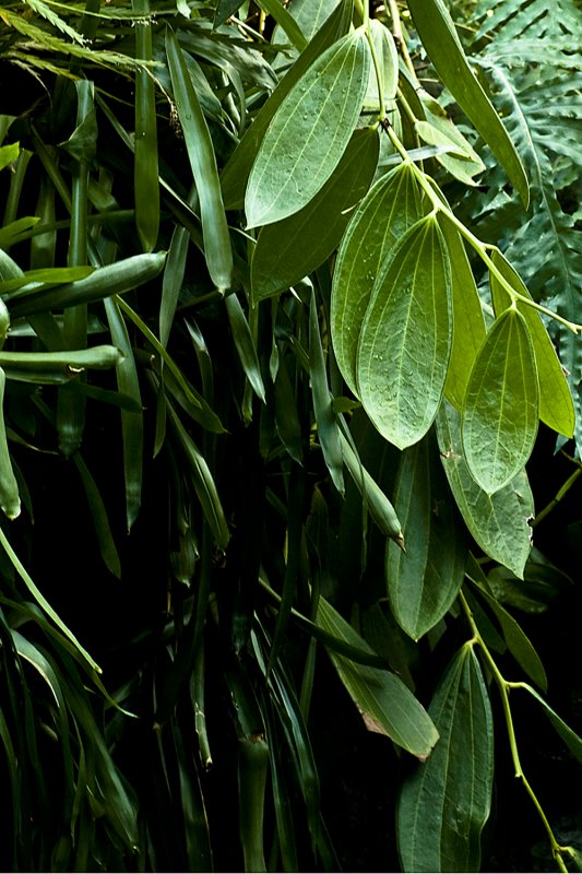rain forest