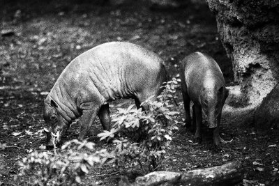 babirusa pair