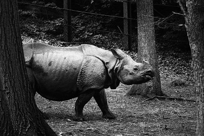 great indian rhinoceras