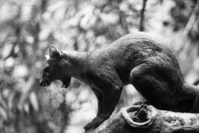 fossa