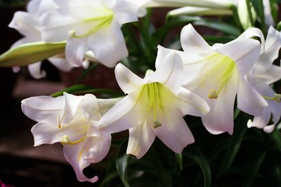 Easter daffodils