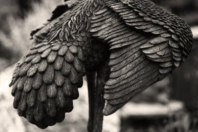 'feathers'