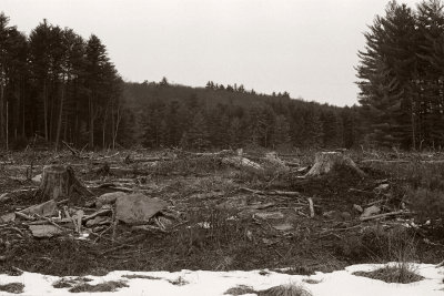 clearcut devastation