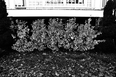 hedge