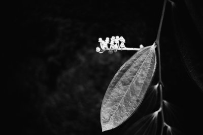 sharp leaf