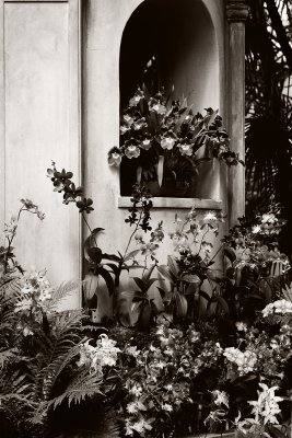orchids on display