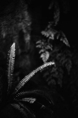 fern