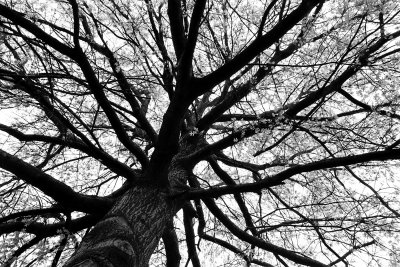 budding tree