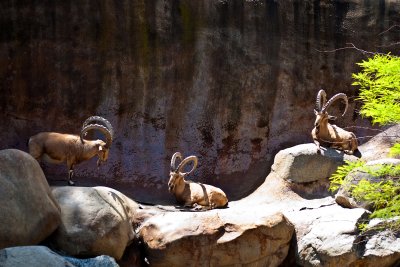 nubian ibex
