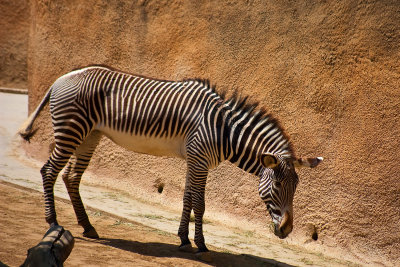 Grevy zebra