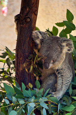 Koala