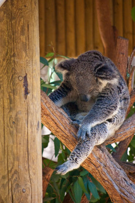 sleeping koala