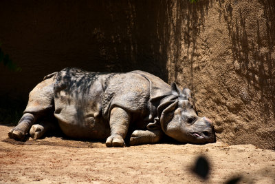 indian rhino