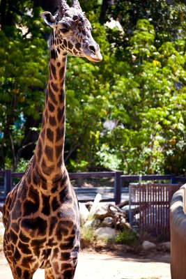 masai giraffe