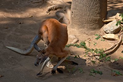 red kangaroo