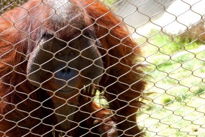 orangutan