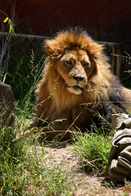 lion