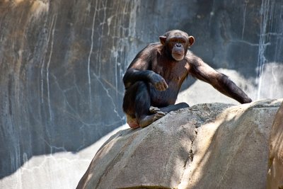chimpanzee