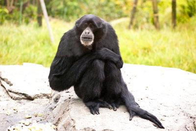 gibbon
