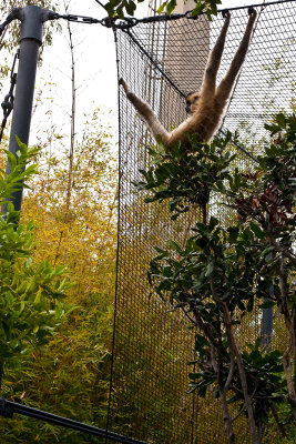 red cheek gibbon