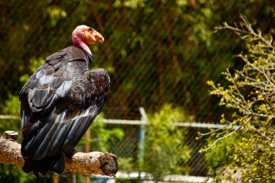california condor