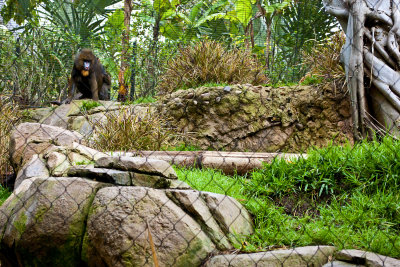 mandrill