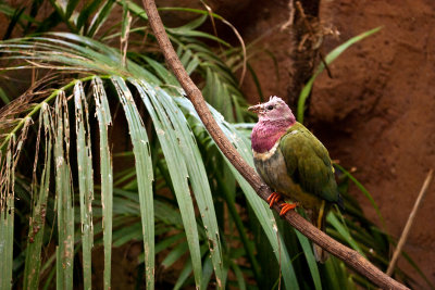 colorful bird
