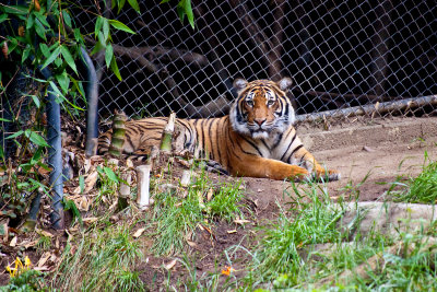 Malaysian tiger