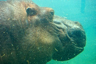 hippo swimming