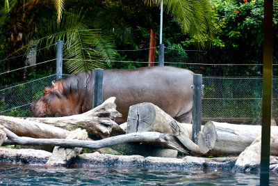 hippo on land