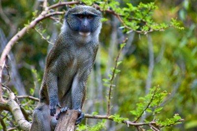 swamp monkey