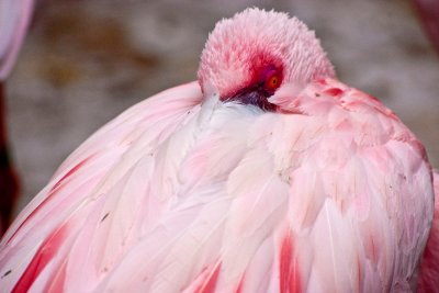 peering flamingo