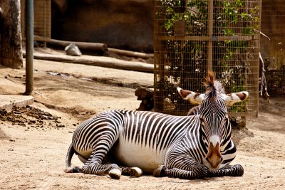 reclining zebra