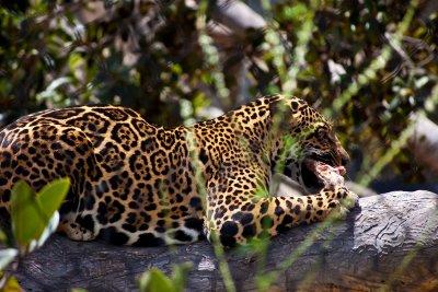 jaguar
