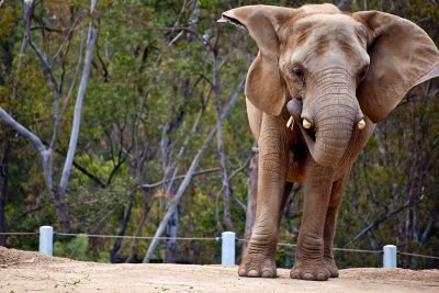 African elephant