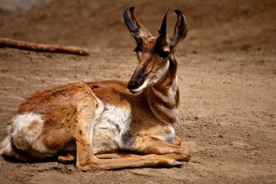 pronghorn