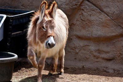 Mediterranean donkey
