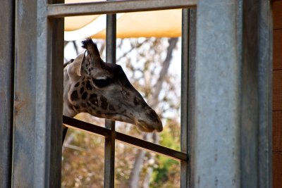 giraffe in the window