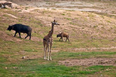 Cape Buffalo and giraffe