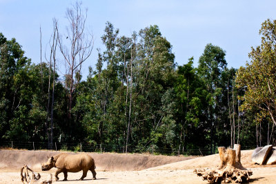 African Black Rhino