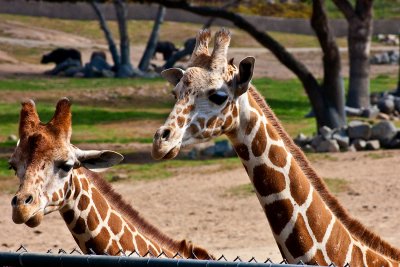 reticulated giraffes