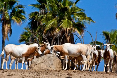 scimitar horned oryx
