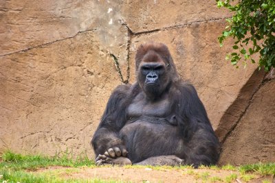 Zoos