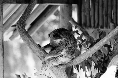 sleeping Koala