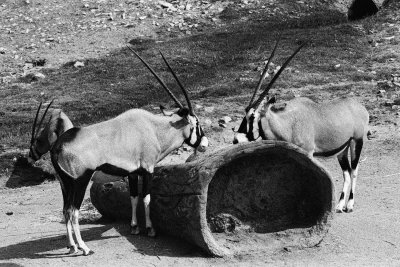 gemsbok oryx