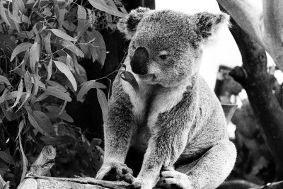 and boy do I love the smell of eucalyptus!