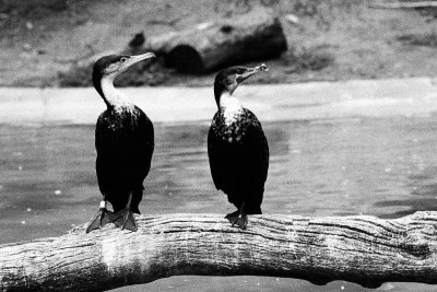 cormorants