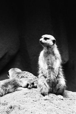 meerkats